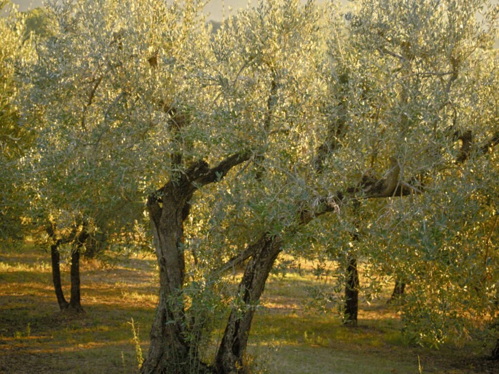 Olive trees from Ave Costa's Koroneiki olive grove.